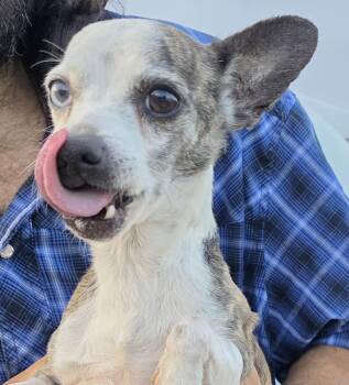 Chihuahua Dogs Available for Adoption - Kipper | PetCurious