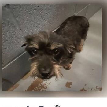 Schnauzer Dogs Available for Adoption in Hartland, Wisconsin - Morgan Le Faye-Foster Home Needed | PetCurious