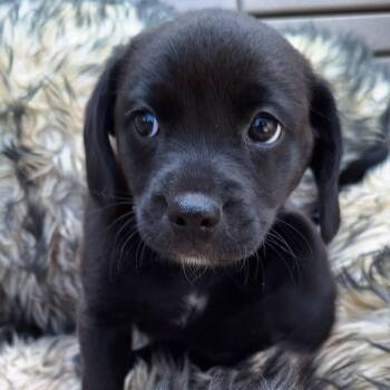 Labrador Retriever and Beagle Dogs Available for Adoption in Valparaiso, Indiana - Bali | PetCurious