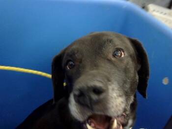 Rescue Labrador Retriever Dogs for Adoption in Dallas, Texas - 1110413 | PetCurious