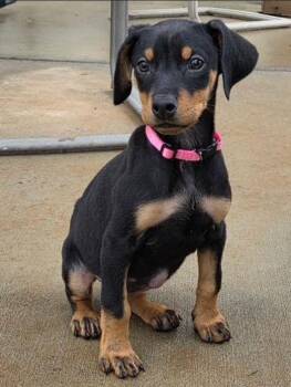 Doberman Pinscher Dogs Available for Adoption - Odessa | PetCurious