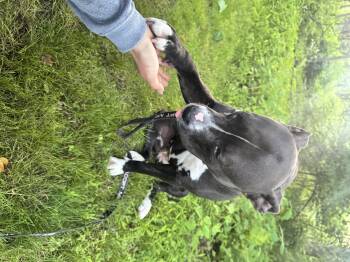 Nala -  Pit Bull Terrier Dog for Adoption in Dillsburg, Pennsylvania - Nala | PetCurious