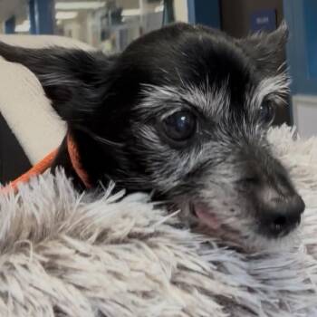 Chihuahua and Terrier Dogs Available for Adoption in Hudson, Illinois - Moira | PetCurious