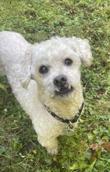 Rescue Miniature Poodle Dogs for Adoption in Portland, Oregon - Magoo- Local, Sweet, Spritely, Snuggly Senior! | PetCurious