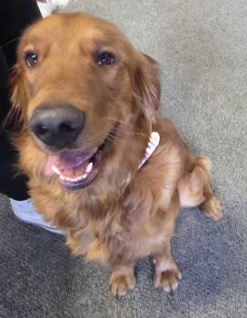 Oliver -  Golden Retriever Dog for Adoption in Cuyahoga Falls, Ohio - Oliver | PetCurious