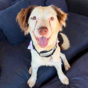 Mrs. White -  Collie Dog for Adoption in Ramona, California - Mrs. White | PetCurious