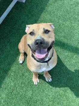 Rescue Pit Bull Terrier Dogs for Adoption in Sarasota, Florida - HARVEST | PetCurious