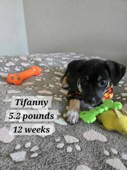 Rescue Chihuahua and Labrador Retriever Dogs for Adoption in Virginia Beach, Virginia - Tiffany | PetCurious