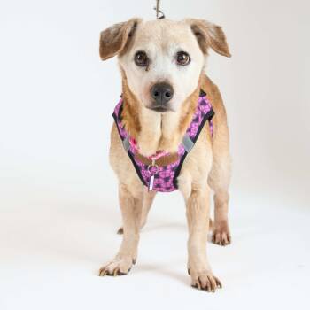 Rescue Chihuahua Dogs for Adoption in San Francisco, California - Typescript 13539 | PetCurious