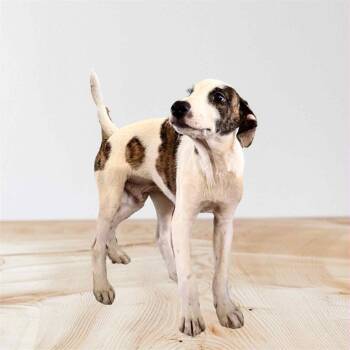 Rescue Labrador Retriever Dogs for Adoption in Virginia Beach, Virginia - London | PetCurious