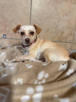Josie -  Chihuahua Dog for Adoption in Phoenix, Arizona - Josie | PetCurious