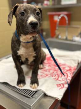 Mixed Breed Dogs Available for Adoption in Douglasville, Georgia - PoohBear | PetCurious