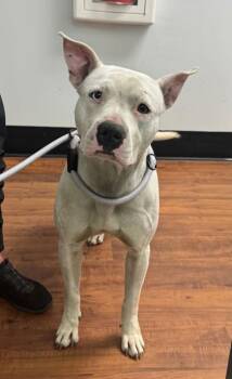 Mixed Breed Dogs Available for Adoption in Savannah, Georgia - Greta | PetCurious