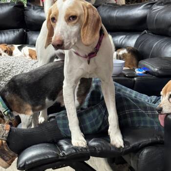 Treeing Walker Coonhound Dogs Available for Adoption - Butterscotch | PetCurious
