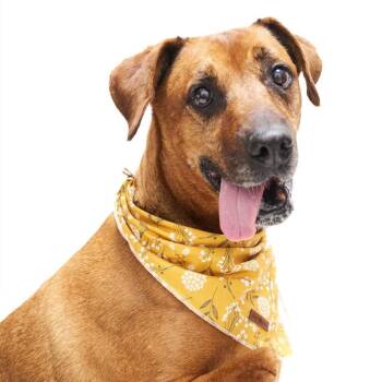 Miss Mango -  Mixed Breed and Hound Dog for Adoption in San Diego, California - Miss Mango | PetCurious
