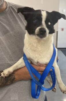Pen 218 Sonny -  Chihuahua Dog for Adoption in Lawrenceville, Georgia - Pen 218 Sonny | PetCurious