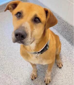 German Shepherd Dog and Staffordshire Bull Terrier Dogs Available for Adoption in Houston, Texas - POPPA | PetCurious