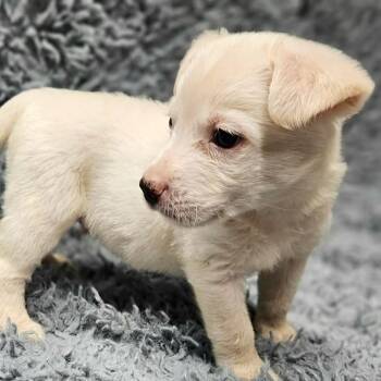 Huck -  Labrador Retriever and Mixed Breed Dog for Adoption in Griswold, Connecticut - Huck | PetCurious