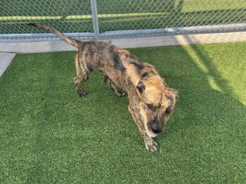Rescue American Staffordshire Terrier and Mixed Breed Dogs for Adoption in Grand Prairie, Texas - SOOS | PetCurious