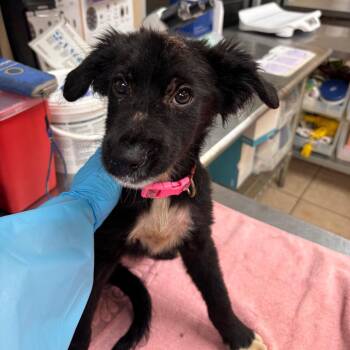 Granola -  Border Collie and Terrier Dog for Adoption in Birmingham, Alabama - Granola | PetCurious