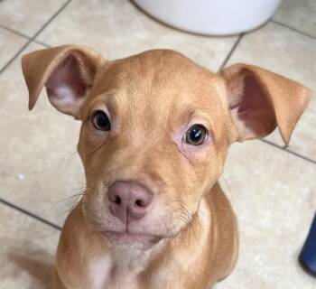 Mountain Cur and Hound Dogs Available for Adoption - Jetson Zoom | PetCurious