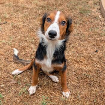 Harlow C-34136 -  Shetland Sheepdog Sheltie and Australian Shepherd Dog for Adoption in Oklahoma City, Oklahoma - Harlow C-34136 | PetCurious