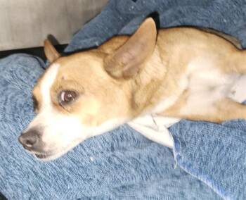 Chihuahua Dogs Available for Adoption - TANYA | PetCurious