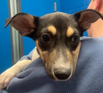 Shepherd Dogs Available for Adoption in Golden, Colorado - Pipi | PetCurious