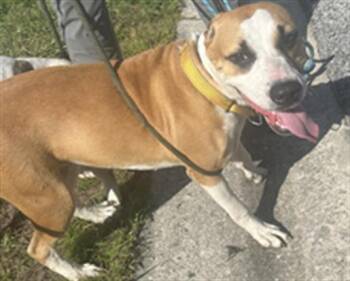 Rescue Mixed Breed Dogs for Adoption in Palmetto, Florida - A132181 | PetCurious
