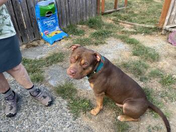 Bruno -  Pit Bull Terrier Dog for Adoption in Snoqualmie, Washington - Bruno | PetCurious