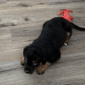 Blu -  Rottweiler and German Shepherd Dog Dog for Adoption in Springfield, Missouri - Blu | PetCurious