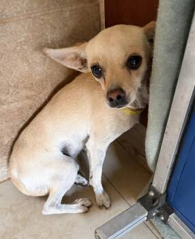 Chompers -  Chihuahua Dog for Adoption in Deming, New Mexico - Chompers | PetCurious