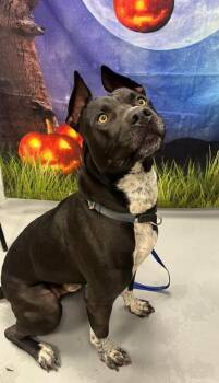 AC-5426 "Waylon" -  Pit Bull Terrier Dog for Adoption in Conyers, Georgia - AC-5426 "Waylon" | PetCurious