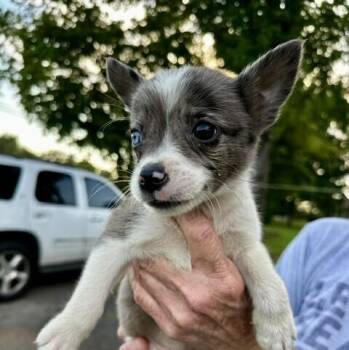 Baby Patsy -  Australian Shepherd and Pomeranian Dog for Adoption in Washington, District Of Columbia - Baby Patsy | PetCurious