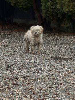 Poodle Dogs Available for Adoption - Falkor | PetCurious
