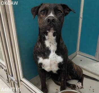 American Staffordshire Terrier and Mixed Breed Dogs Available for Adoption - MAUDE | PetCurious
