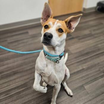 Mixed Breed Dogs Available for Adoption in Sarasota, Florida - Lala | PetCurious