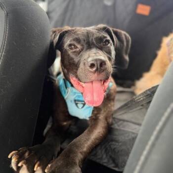 Bogart -  Mastiff Dog for Adoption in Chicago, Illinois - Bogart | PetCurious