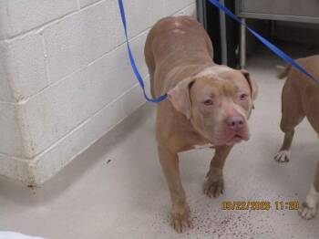 Pit Bull Terrier Dogs Available for Adoption - Cooper(49) | PetCurious