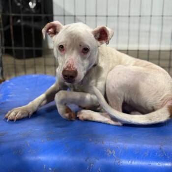 Zane -  Pit Bull Terrier and Mixed Breed Dog for Adoption in Fort Smith, Arkansas - Zane | PetCurious
