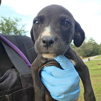 Beans -  Pit Bull Terrier Dog for Adoption in Birmingham, Alabama - Beans | PetCurious