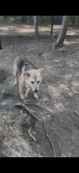 Husky Dogs Available for Adoption in Middlesex, North Carolina - Luka | PetCurious