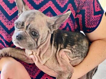 Rosie -  French Bulldog Dog for Adoption in Midway City, California - Rosie | PetCurious