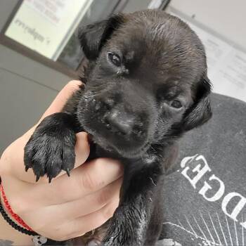 Bear Claw -  Mixed Breed Dog for Adoption in Lake Jackson, Texas - Bear Claw | PetCurious