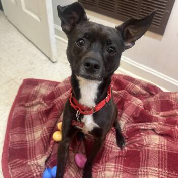 Tiny Tim -  Miniature Pinscher and Chihuahua Dog for Adoption in Bristol, Tennessee - Tiny Tim | PetCurious