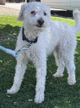 Miniature Poodle Dogs Available for Adoption in San Tan Valley, Arizona - Artic | PetCurious