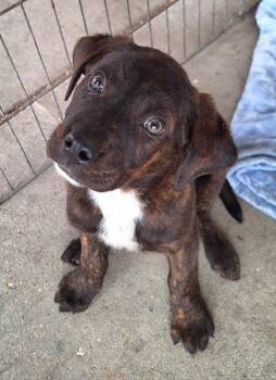 Seinfeld -  Labrador Retriever Dog Available for Adoption - Seinfeld | PetCurious