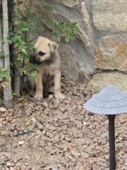 Puggle -  Shepherd and Mixed Breed Dog for Adoption in El Paso, Texas - Puggle | PetCurious