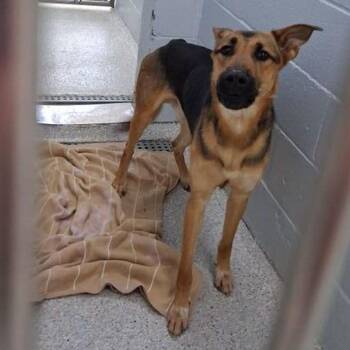 Artemis -  German Shepherd Dog and Mixed Breed Dog for Adoption in Lake Havasu City, Arizona - Artemis | PetCurious