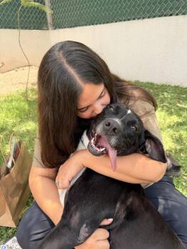 KAI -  Labrador Retriever Dog Available for Adoption in Langley Township, British Columbia - KAI | PetCurious